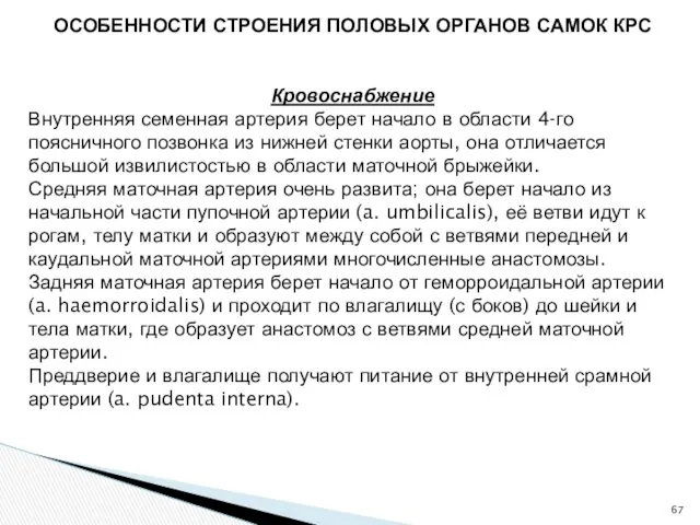 ОСОБЕННОСТИ СТРОЕНИЯ ПОЛОВЫХ ОРГАНОВ САМОК КРС Кровоснабжение Внутренняя семенная артерия