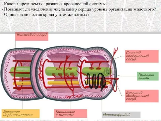 - Каковы предпосылки развития кровеносной системы? - Повышает ли увеличение