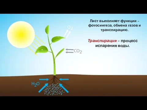 Лист выполняет функции – фотосинтеза, обмена газов и транспирацию. Транспирация – процесс испарения воды.