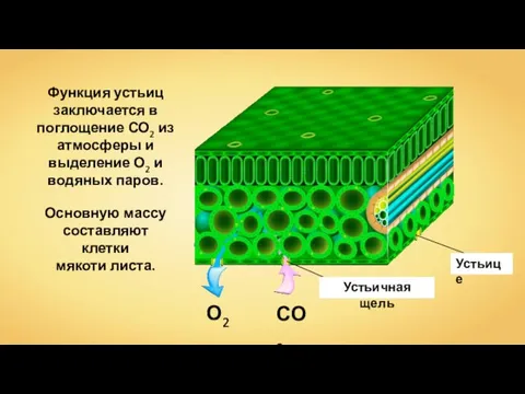 СО2 О2 Функция устьиц заключается в поглощение СО2 из атмосферы и выделение О2