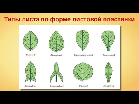 Типы листа по форме листовой пластинки