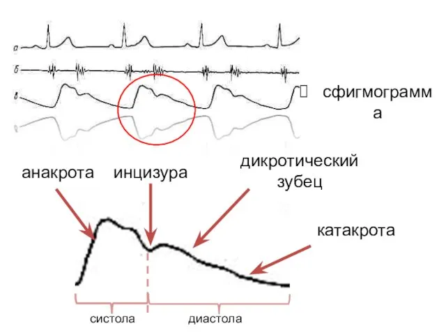 сфигмограмма анакрота катакрота инцизура дикротический зубец систола диастола