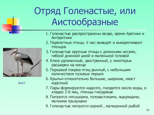 Отряд Голенастые, или Аистообразные 1. Голенастые распространены везде, кроме Арктики