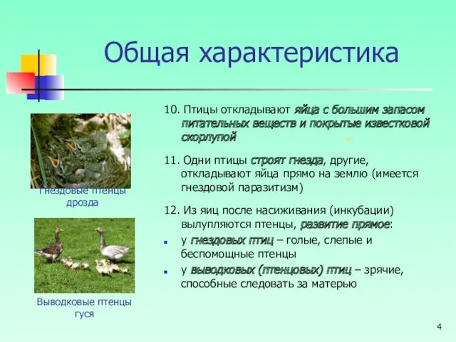 Общая характеристика 10. Птицы откладывают яйца с большим запасом питательных