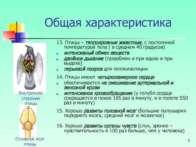 Общая характеристика 13. Птицы – теплокровные животные, с постоянной температурой