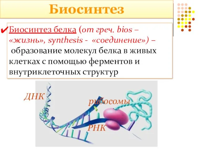 Биосинтез Биосинтез белка (от греч. bios – «жизнь», synthesis - «соединение») – образование