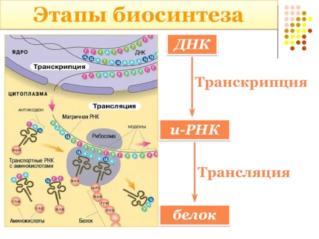 Этапы биосинтеза ДНК и-РНК Транскрипция белок Трансляция