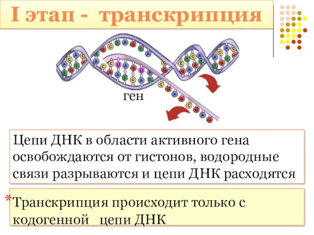 I этап - транскрипция Цепи ДНК в области активного гена освобождаются от гистонов,