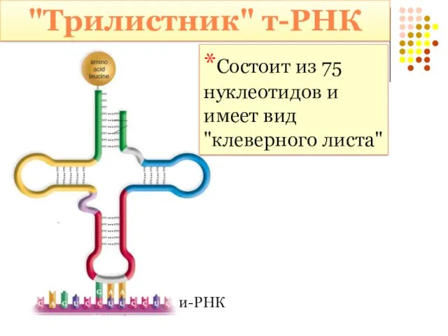 "Трилистник" т-РНК и-РНК *Состоит из 75 нуклеотидов и имеет вид "клеверного листа"