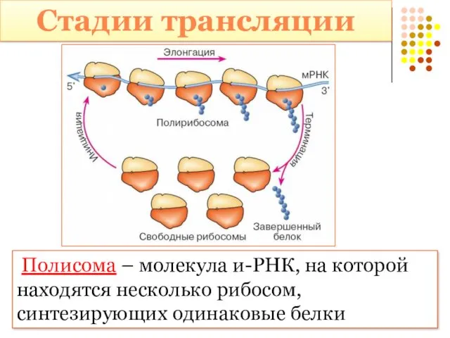 Стадии трансляции Полисома – молекула и-РНК, на которой находятся несколько рибосом, синтезирующих одинаковые белки