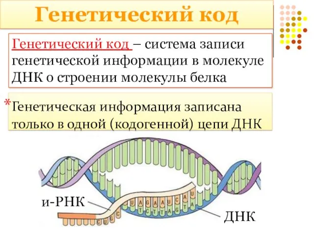 Генетический код – система записи генетической информации в молекуле ДНК о строении молекулы