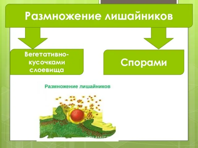 Размножение лишайников Вегетативно- кусочками слоевища Спорами