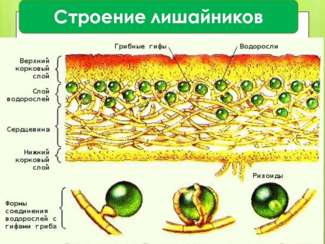 Строение лишайников