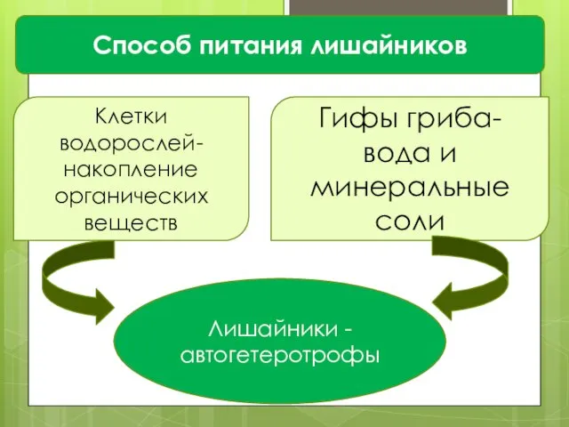 Способ питания лишайников Клетки водорослей- накопление органических веществ Гифы гриба-