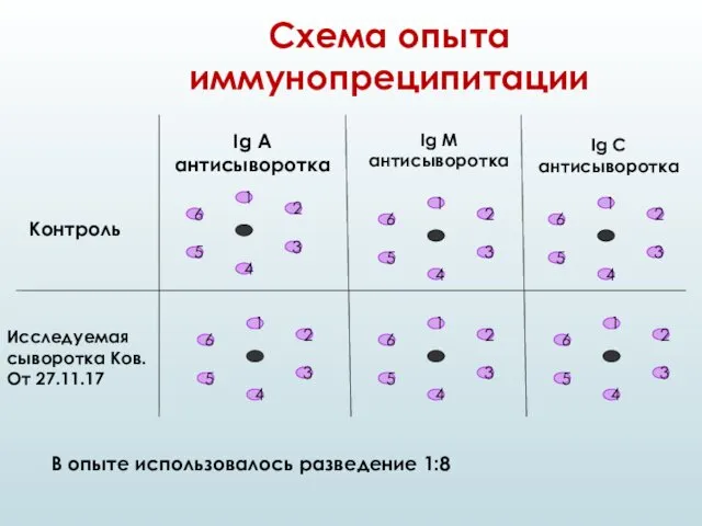 Схема опыта иммунопреципитации Контроль Ig A антисыворотка Ig M антисыворотка Ig C антисыворотка