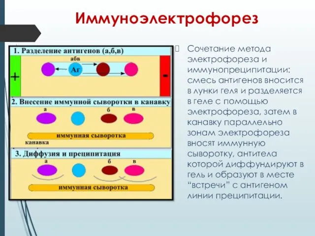 Иммуноэлектрофорез Сочетание метода электрофореза и иммунопреципитации: смесь антигенов вносится в лунки геля и