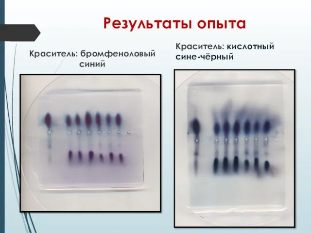 Результаты опыта Краситель: бромфеноловый синий Краситель: кислотный сине-чёрный