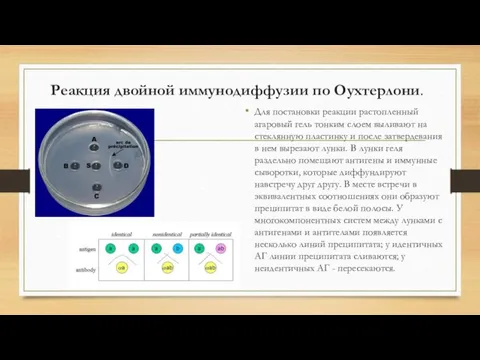 Реакция двойной иммунодиффузии по Оухтерлони. Для постановки реакции растопленный агаровый