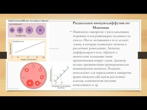 Радиальная иммунодиффузия по Манчини Иммунную сыворотку с расплавленным агаровым гелем равномерно наливают на