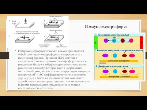 Иммуноэлектрофорез Иммуноэлектрофоретический анализ представляет собой сочетание электрофореза в агаровом геле с иммунодиффузией. Принцип