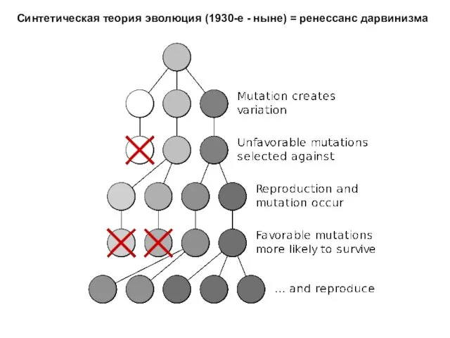 Синтетическая теория эволюция (1930-е - ныне) = ренессанс дарвинизма