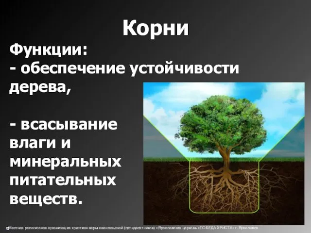 Корни Функции: - обеспечение устойчивости дерева, - всасывание влаги и минеральных питательных веществ.