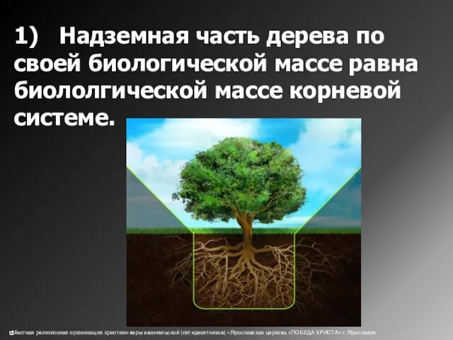 1) Надземная часть дерева по своей биологической массе равна биололгической массе корневой системе.