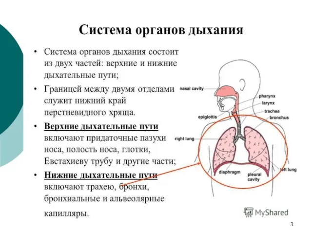 В систему органов дыхания входят верхние дыхательные пути (полость носа, носоглотка, гортань), трахея