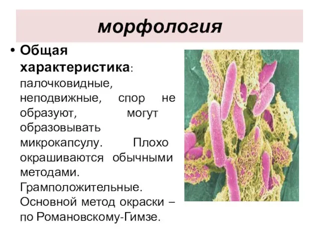 морфология Общая характеристика: палочковидные, неподвижные, спор не образуют, могут образовывать