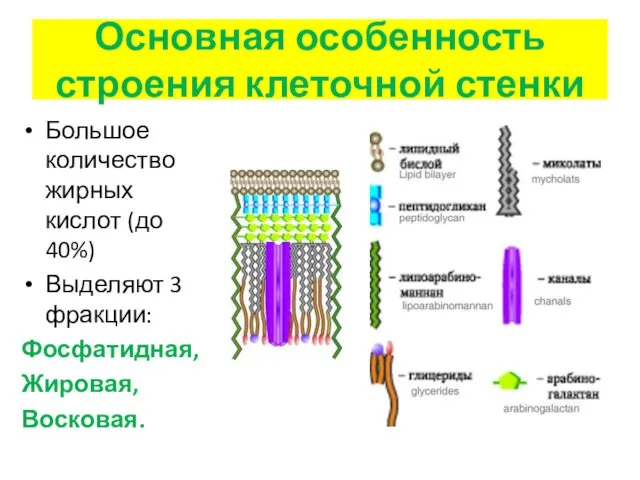 Основная особенность строения клеточной стенки Большое количество жирных кислот (до