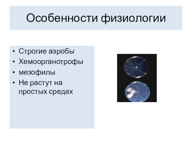 Особенности физиологии Строгие аэробы Хемоорганотрофы мезофилы Не растут на простых средах