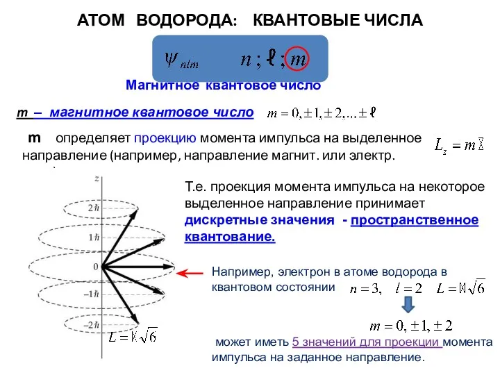 АТОМ ВОДОРОДА: КВАНТОВЫЕ ЧИСЛА Магнитное квантовое число Т.е. проекция момента