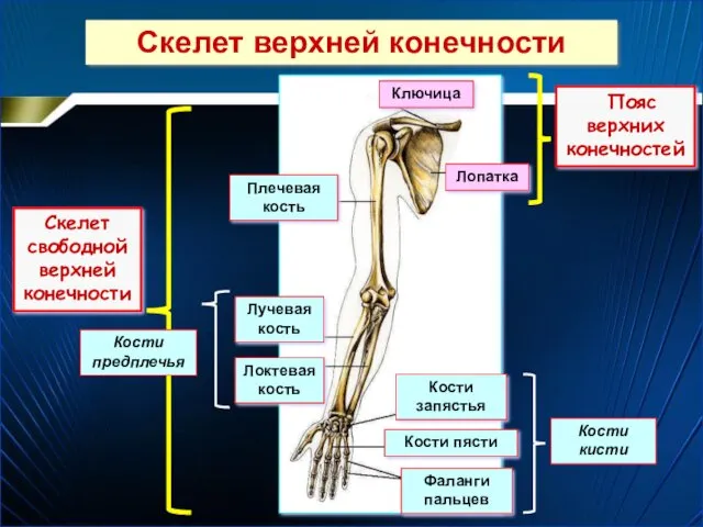 Скелет верхней конечности Пояс верхних конечностей Скелет свободной верхней конечности