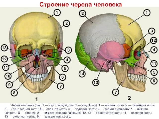 Череп человека (рис. 1 — вид спереди, рис. 2 —