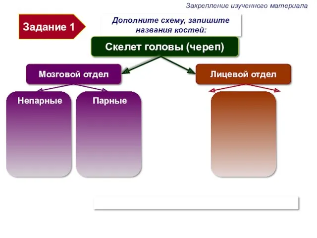 Задание 1 Закрепление изученного материала Дополните схему, запишите названия костей: