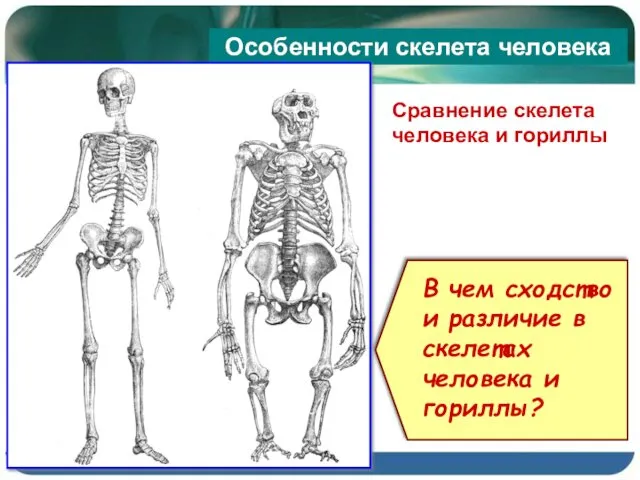 Особенности скелета человека Сравнение скелета человека и гориллы