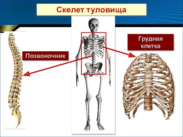 Грудная клетка Позвоночник Скелет туловища