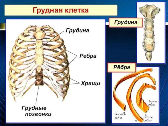 Грудная клетка Грудина Рёбра