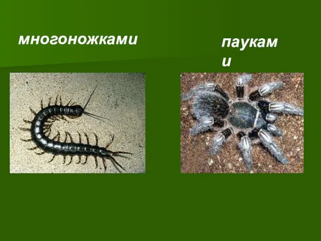 многоножками пауками