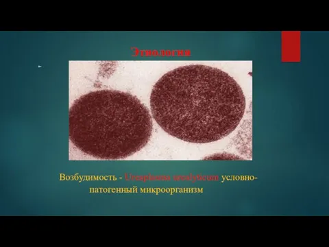 Этиология Возбудимость - Ureaplasma urealyticum условно- патогенный микроорганизм