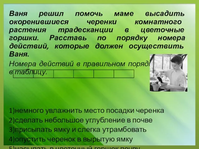 Ваня решил помочь маме высадить окоренившиеся черенки комнатного растения традесканции