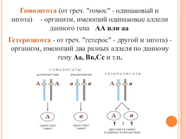 Гомозигота (от греч. "гомос" - одинаковый и зигота) - организм,