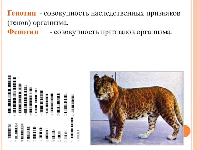 Генотип - совокупность наследственных признаков (генов) организма. Фенотип - совокупность признаков организма.