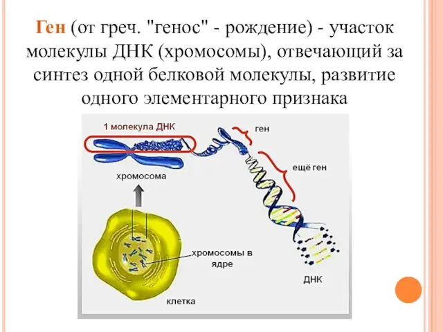 Ген (от греч. "генос" - рождение) - участок молекулы ДНК