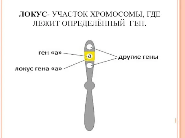 ЛОКУС- УЧАСТОК ХРОМОСОМЫ, ГДЕ ЛЕЖИТ ОПРЕДЕЛЁННЫЙ ГЕН.