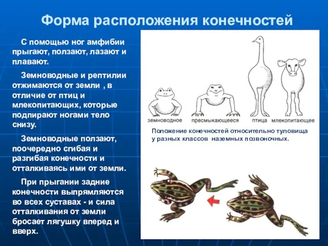 Форма расположения конечностей С помощью ног амфибии прыгают, ползают, лазают