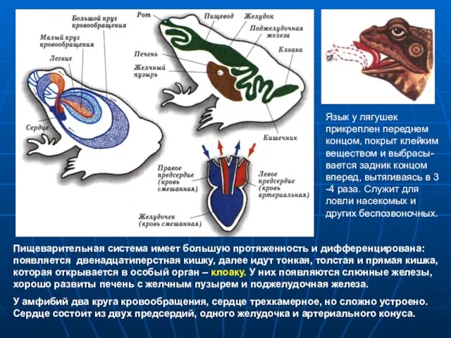 Пищеварительная система имеет большую протяженность и дифференцирована: появляется двенадцатиперстная кишку,