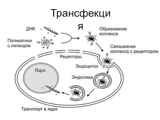 Трансфекция