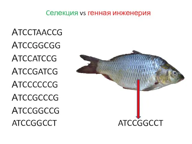 АTCCTAACCG АTCCGGCGG АTCCATCCG АTCCGATCG АTCCCCCCG АTCCGCCCG АTCCGGCCG ATCCGGCCT ATCCGGCCT Cелекция vs генная инженерия