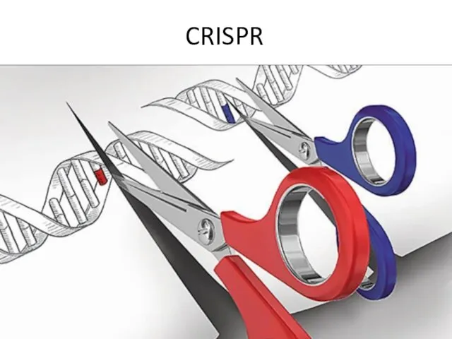 CRISPR